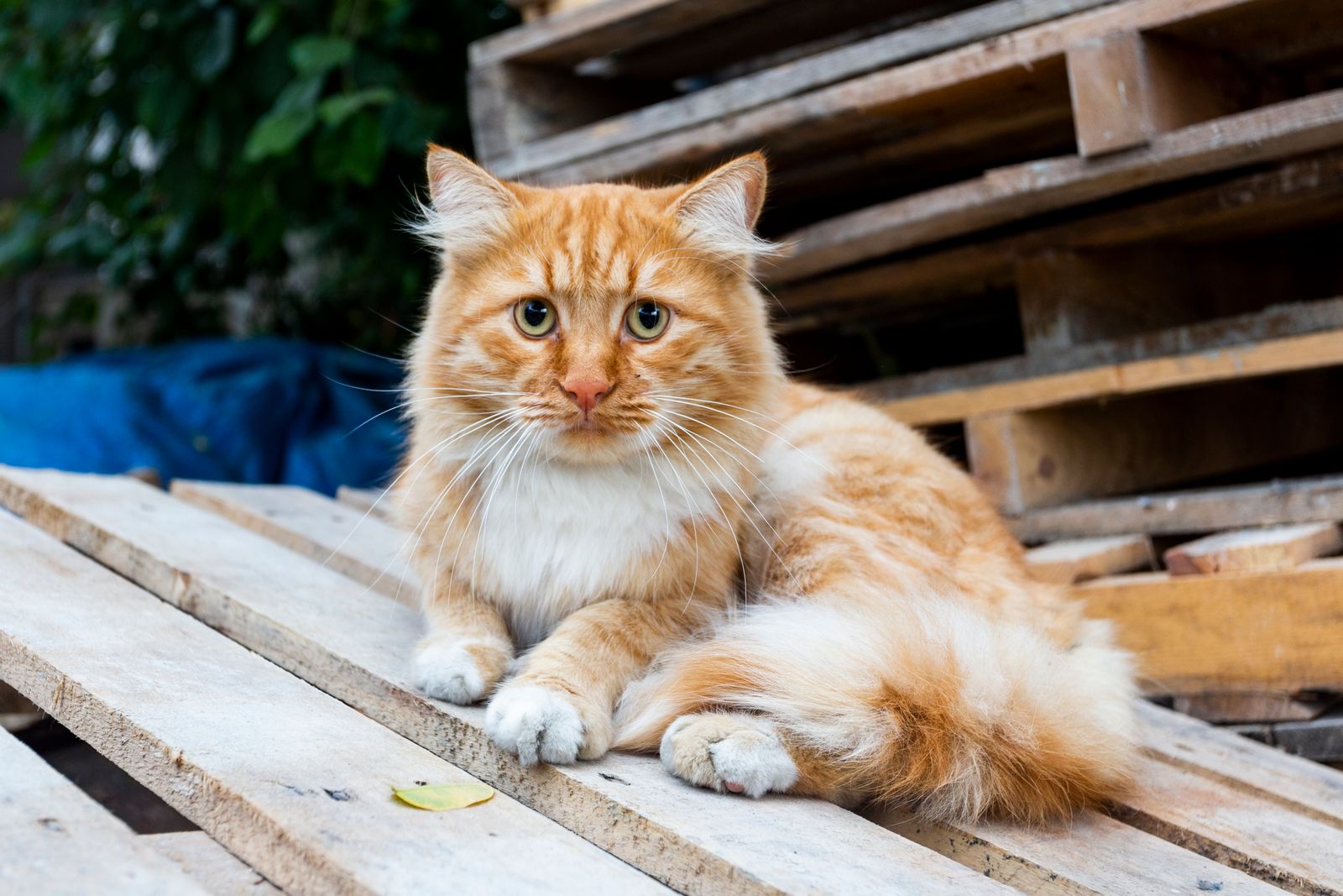 Arbre à chat en palette : le plan à suivre